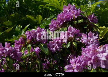 Rhododendron Molton Gold tief rosa Blume Stockfoto