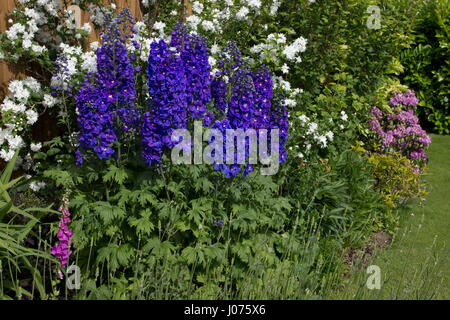 Delphinium-Guardian blau Philadelphus Buckleys Quill; Mock Orange-weißen duftenden Rhododendron Molton Gold tief rosa Blume in der Ferne Stockfoto