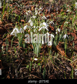 Schneeglöckchen im Kirchhof in Yorkshire UK Stockfoto