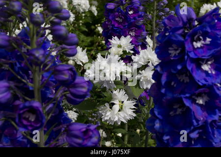 Delphinium-Guardian blau Philadelphus Buckleys Quill; Mock Orange-weiße duftende Blüte Stockfoto