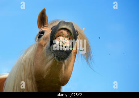 Haflinger Pferd zeigt Zähne Stockfoto
