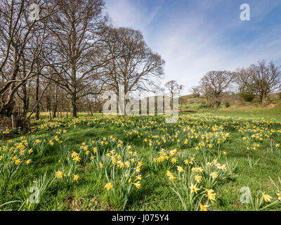 Wilde Narzissen in Frühlingssonne in Farndale in den North York Moors National Park UK Stockfoto