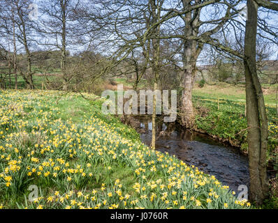 Fluss Dove und wilde Narzissen in Frühlingssonne in Farndale in den North York Moors National Park UK Stockfoto