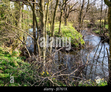 Fluss Dove und wilde Narzissen in Frühlingssonne in Farndale in den North York Moors National Park UK Stockfoto