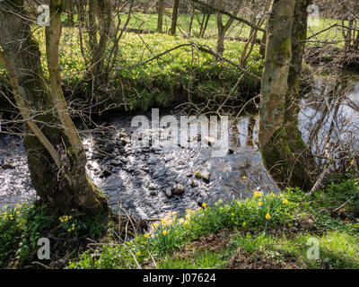 Fluss Dove und wilde Narzissen in Frühlingssonne in Farndale in den North York Moors National Park UK Stockfoto