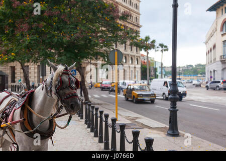 Ein Pferd Equus Ferus Caballus trägt einen Gurt ziehen einen Wagen am Plaza de San Francisco mit Autos fahren durch entlang des Malecon in Alt-Havanna, Kuba. Stockfoto