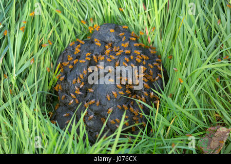 Gemeinsamen gelbe Dung fliegen Scatophaga stercoraria Stockfoto