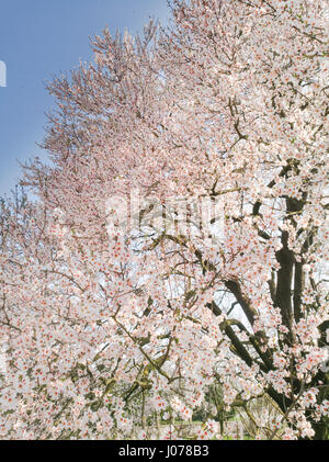 Riesigen Mandelbaum in Blüte (Prunus Dulcis, Sy Prunus Amygdalus) Stockfoto