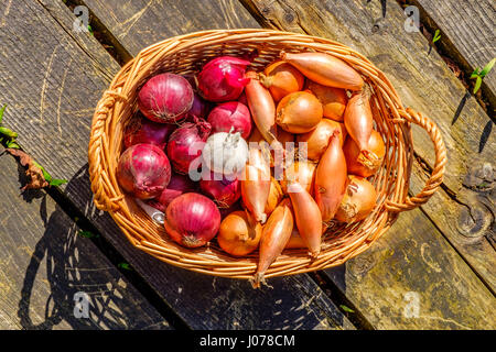 Zwiebeln, Schalotten und Knoblauch Zwiebeln in einem Weidenkorb Stockfoto