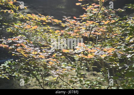 Vine Maple Farbe ändern Stockfoto