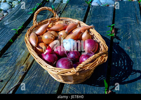 Zwiebeln, Schalotten und Knoblauch Zwiebeln in einem Weidenkorb Stockfoto