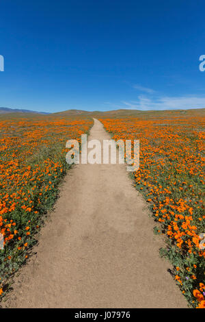 Wanderweg im Antelope Valley California Poppy Reserve State Park. Stockfoto