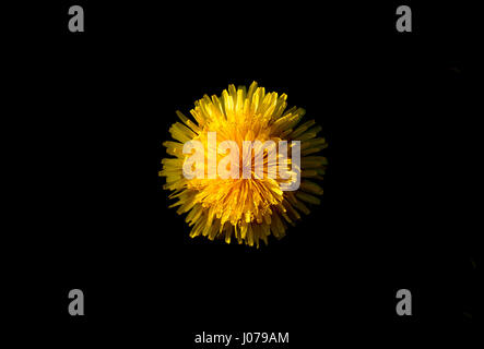 Löwenzahn Blume auf schwarzem Hintergrund-Makro Stockfoto