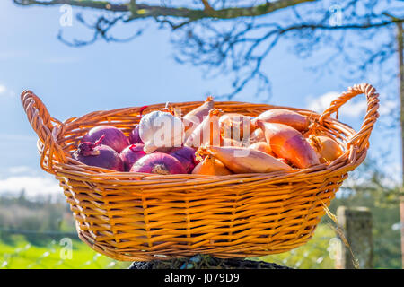 Zwiebeln, Schalotten und Knoblauch Zwiebeln in einem Weidenkorb Stockfoto