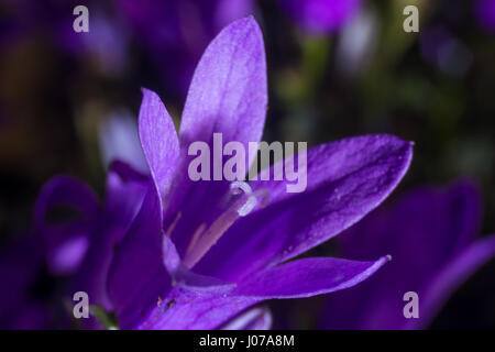 Campanula Addenda oder Glockenblumen isoliert auf einer Makro-Fotografie Stockfoto