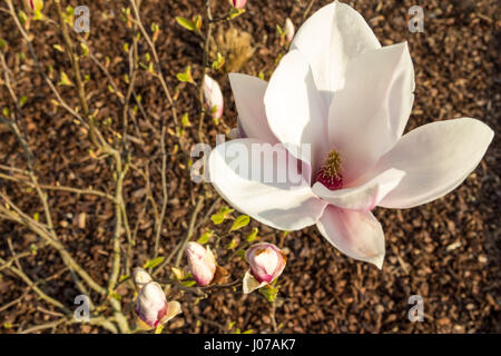 Weiß-rosa blühten Magnolien Blüte im Frühjahr auf dem Magnolienbaum. Hackschnitzel auf dem Boden als Hintergrund. Magnolien blühen. Stockfoto