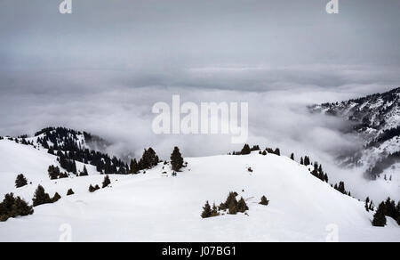 Winter-Bergwelt von Kiefernwald und stürmischen Wolken Stockfoto