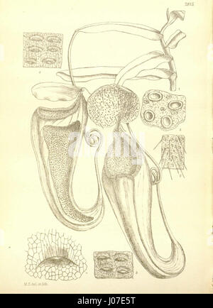 Diese Illustration von Nepenthes macfarlanei, einer fleischfressenden Pflanze, erscheint in Hookers „Icones Plantarum“ aus dem Jahr 1906. Er konzentriert sich auf den oberen Krug, ein charakteristisches Merkmal der Art, und zeigt seine einzigartige Biologie und Form. Stockfoto