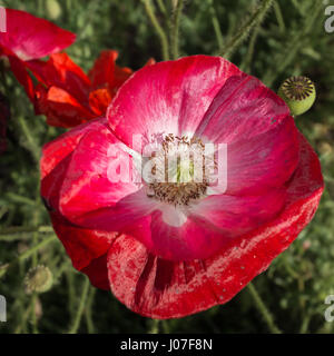 Rot verblasst Rosa dann weiß auf dieser blühenden Mohn von Shirley. Stockfoto