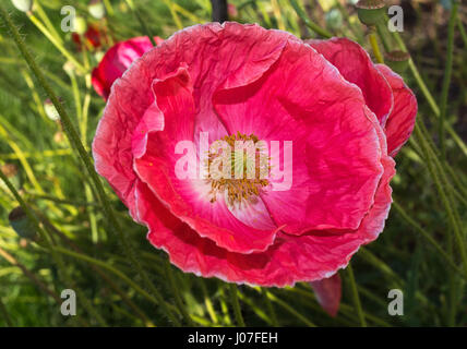 Diese blühende Mohn von Shirley hat cringled Blütenblätter. Stockfoto