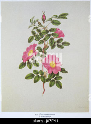 Dieser Text scheint eine Reihe kyrillischer Zeichen zu sein, die einen Namen oder Titel in slawischen Sprachen darstellen können, erfordert jedoch weitere Identifikation und Übersetzung für ein genaues Verständnis des Kontextes. Sie bezieht sich wahrscheinlich auf historische oder kulturelle Themen. Stockfoto