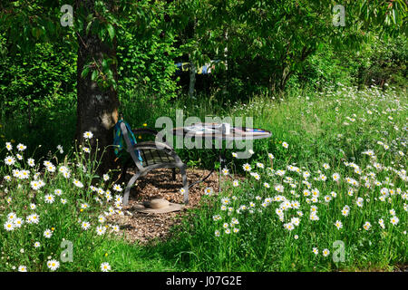 Bank und Tisch im Schatten eines Kirschbaumes, umgeben von einer blühenden Wiese an einem heißen sonnigen Nachmittag. Oxeye Gänseblümchen in voller Blüte Stockfoto