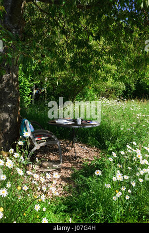 Bank und Tisch im Schatten eines Kirschbaumes, umgeben von einer blühenden Wiese an einem heißen sonnigen Nachmittag. Oxeye Gänseblümchen in voller Blüte Stockfoto