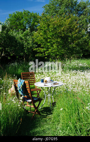 Zwei Stühle und einen Tisch mit Bücher, Tassen und sun Hüte, in einem wildflower Meadow an einem heißen sonnigen Nachmittag. Oxe Auge Gänseblümchen Stockfoto