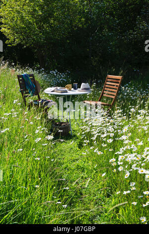 Zwei Stühlen und einem Tisch mit Büchern, Tassen und Sonnenhüte, in eine Wildblumenwiese an einem heißen sonnigen Hochsommer-Nachmittag. Oxeye Gänseblümchen in voller Blüte Stockfoto