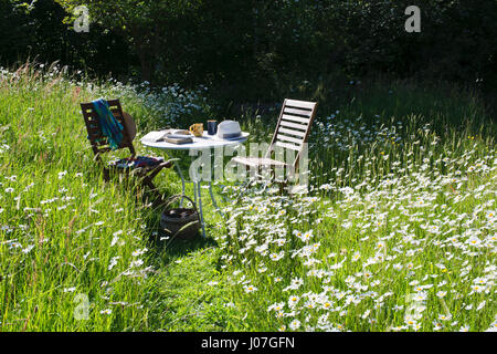 Zwei Stühlen und einem Tisch mit Büchern, Tassen und Sonnenhüte, in eine Wildblumenwiese an einem heißen sonnigen Hochsommer-Nachmittag. Oxeye Gänseblümchen in voller Blüte Stockfoto