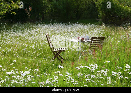 Zwei Stühle und Tisch für das Frühstück unter einem Garten Wildblumenwiese gelegt. Zwei Tage nach Mittsommer mit Oxeye Gänseblümchen in voller Blüte. Stockfoto