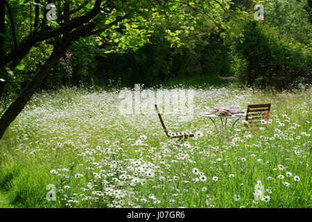 Zwei Stühle und Tisch für das Frühstück unter einem Garten Wildblumenwiese gelegt. Zwei Tage nach Mittsommer mit Oxeye Gänseblümchen in voller Blüte. Stockfoto