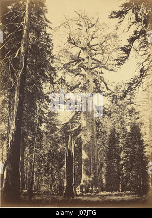 Carleton Watkins' Foto des Sequoia-Riesenbaums, insbesondere des Grizzly-Riesen in Mariposa Grove, zeigt die gewaltige Größe dieser alten Bäume. Das Bild zeigt die beeindruckende natürliche Schönheit und Größe der Mammutbäume in Kalifornien. Stockfoto