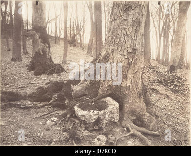 Eugène Atget, Parc de Saint-Cloud, Paris, 1915E2809320 Stockfoto