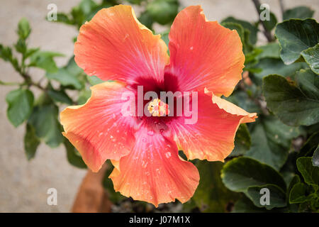 Regen-glasiert Hibiskusblüte Stockfoto