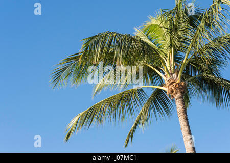 Kokospalme, Cocos Nucifera, Kauai, Hawaii, USA Stockfoto