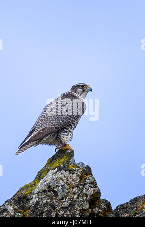 Gerfalke / Gerfalcon (Falco Rusticolus) thront auf Felsen im Winter Stockfoto