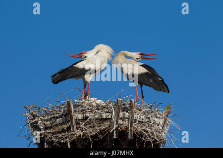 Weißer Storch (Ciconia Ciconia) paar auf Nest von Bill-Klappern und warf den Kopf nach hinten anzeigen Stockfoto