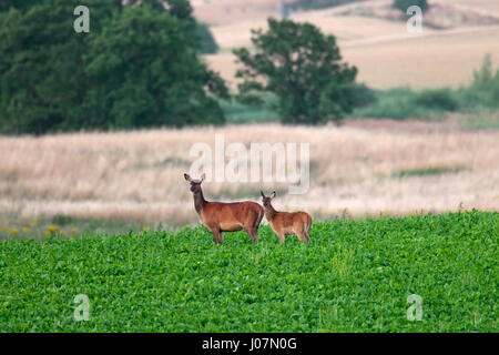 Rothirsch (Cervus Elaphus) Hirschkuh mit beige / Kalb auf Futtersuche auf Ackerland Stockfoto