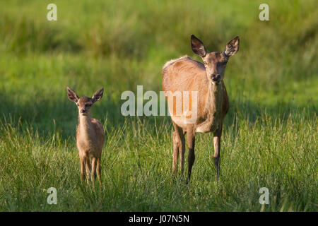 Rothirsch (Cervus Elaphus) Hirschkuh mit beige / Kalb in Grünland Stockfoto