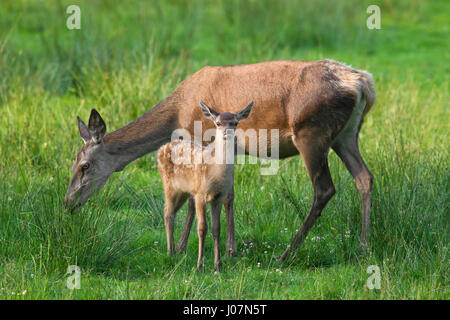 Rothirsch (Cervus Elaphus) Hirschkuh mit beige / Kalb auf Nahrungssuche in Grünland Stockfoto