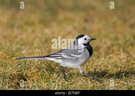 Bachstelze (Motacilla Alba) männlich Nahrungssuche in Grünland Stockfoto