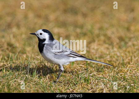 Bachstelze (Motacilla Alba) männlich Nahrungssuche in Grünland Stockfoto