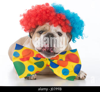 Bulldogge, gekleidet wie ein Clown auf weißem Hintergrund Stockfoto