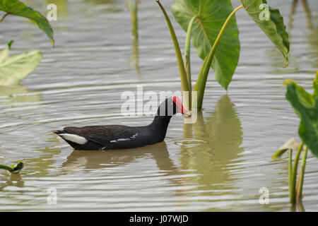 Hawaiian Gallinule, Gallinula Galeata Sandvicensis, Hawaiian Teichhuhn, Kauai, Hawaii, USA Stockfoto