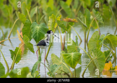 Hawaiian Stilt, Himantopus Mexicanus Knudseni in Taro Feld, Kauai, Hawaii, USA Stockfoto