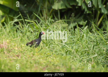 Hawaiian Gallinule, Gallinula Galeata Sandvicensis, Hawaiian Teichhuhn, Kauai, Hawaii, USA Stockfoto