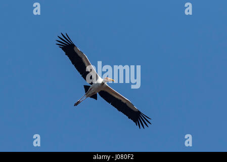 Milchige Stork (Mycteria Cinerea) im Flug, Prek Toal, Tonle Sap, Kambodscha Stockfoto