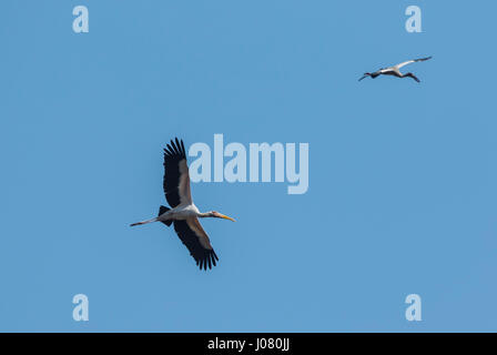 Milchige Stork (Mycteria Cinerea) während des Fluges im Hintergrund asiatischer Openbill (Anastomus Oscitans), Prek Toal, Tonle Sap, Kambodscha Stockfoto