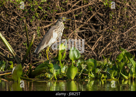 Chinesischen Teich Heron (Ardeola Bacchus) hocken, Prek Toal, Tonle Sap, Kambodscha Stockfoto